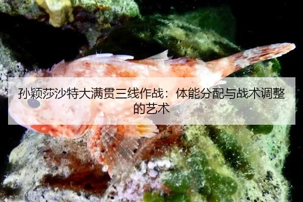 sun-ying-sha-sha-te-da-man-guan-san-xian-zuo-zhan-ti-neng-fen-pei-yu-zhan-shu-tiao-zheng-de-yi-shu-2-174.jpg